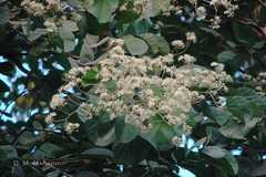 Bauhinia roxburghiana
